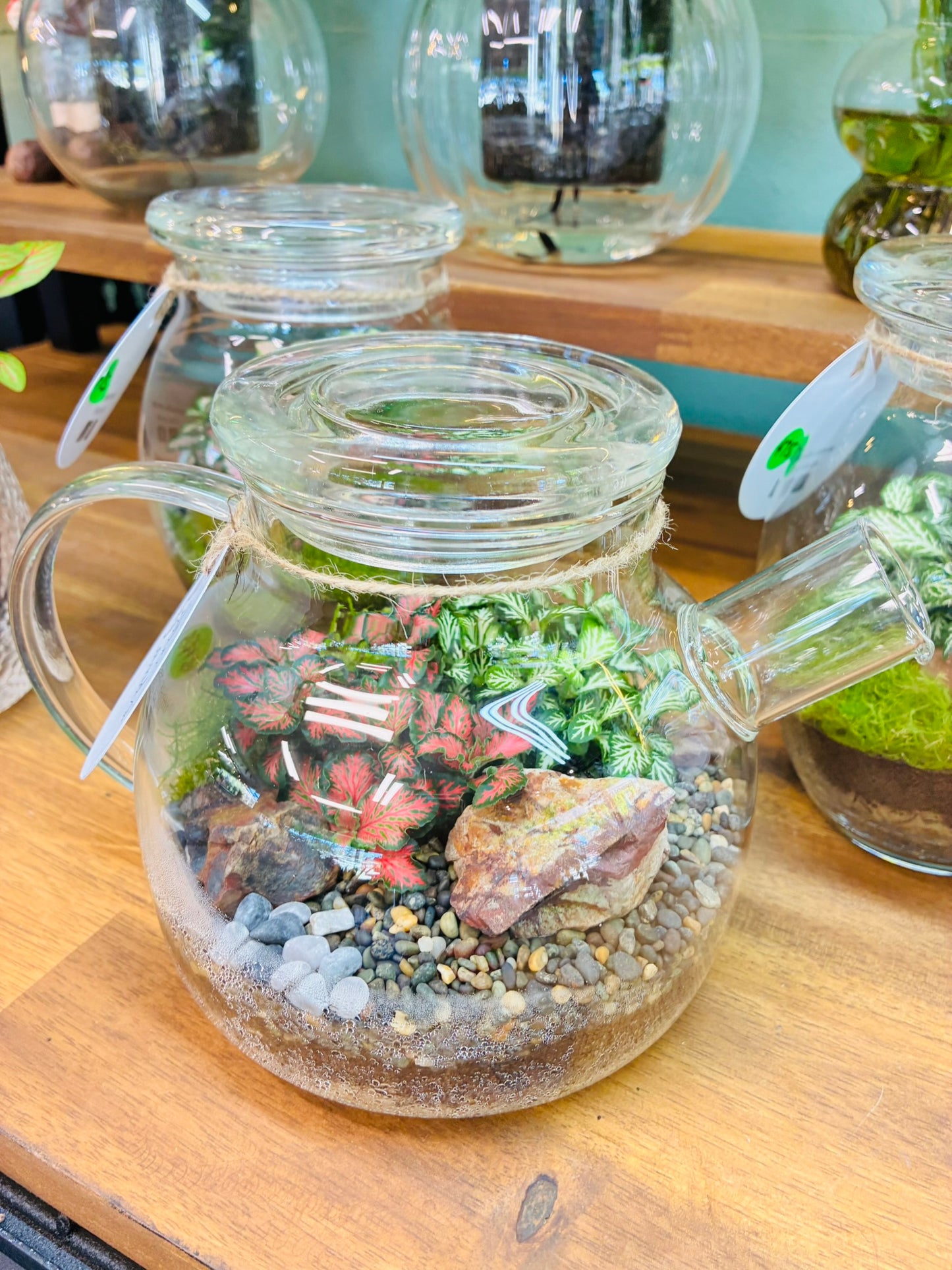 Little Lands - Tea Pot Terrarium