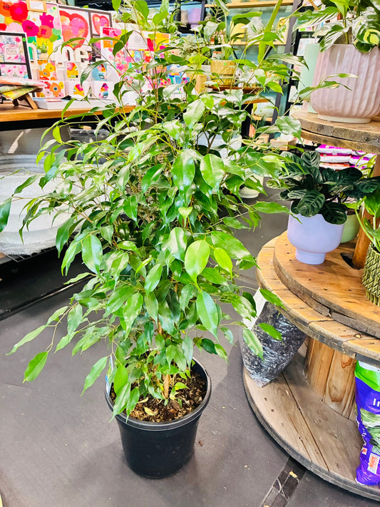 Ficus Benjamina 25cm