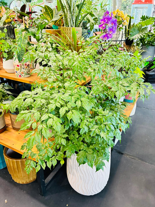 Radermachera Asian Bell 25cm