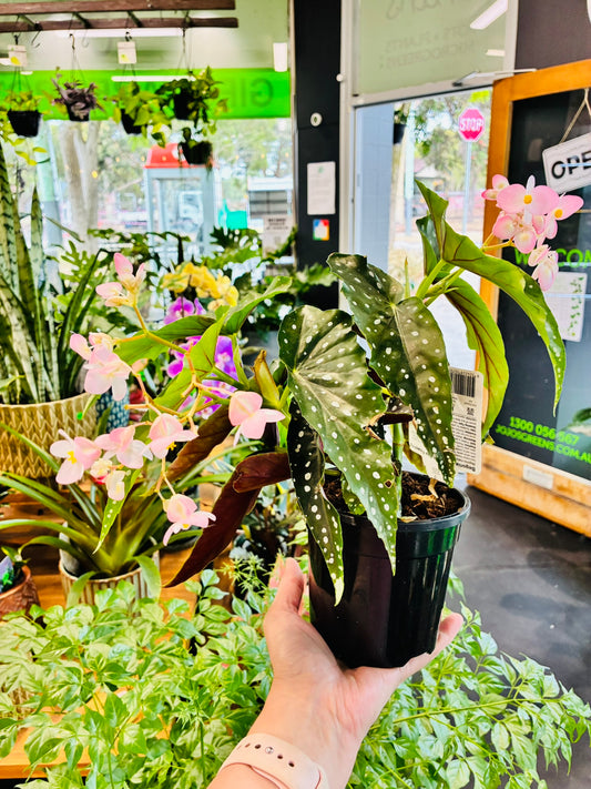 Begonia Maculata 130mm - Flowering