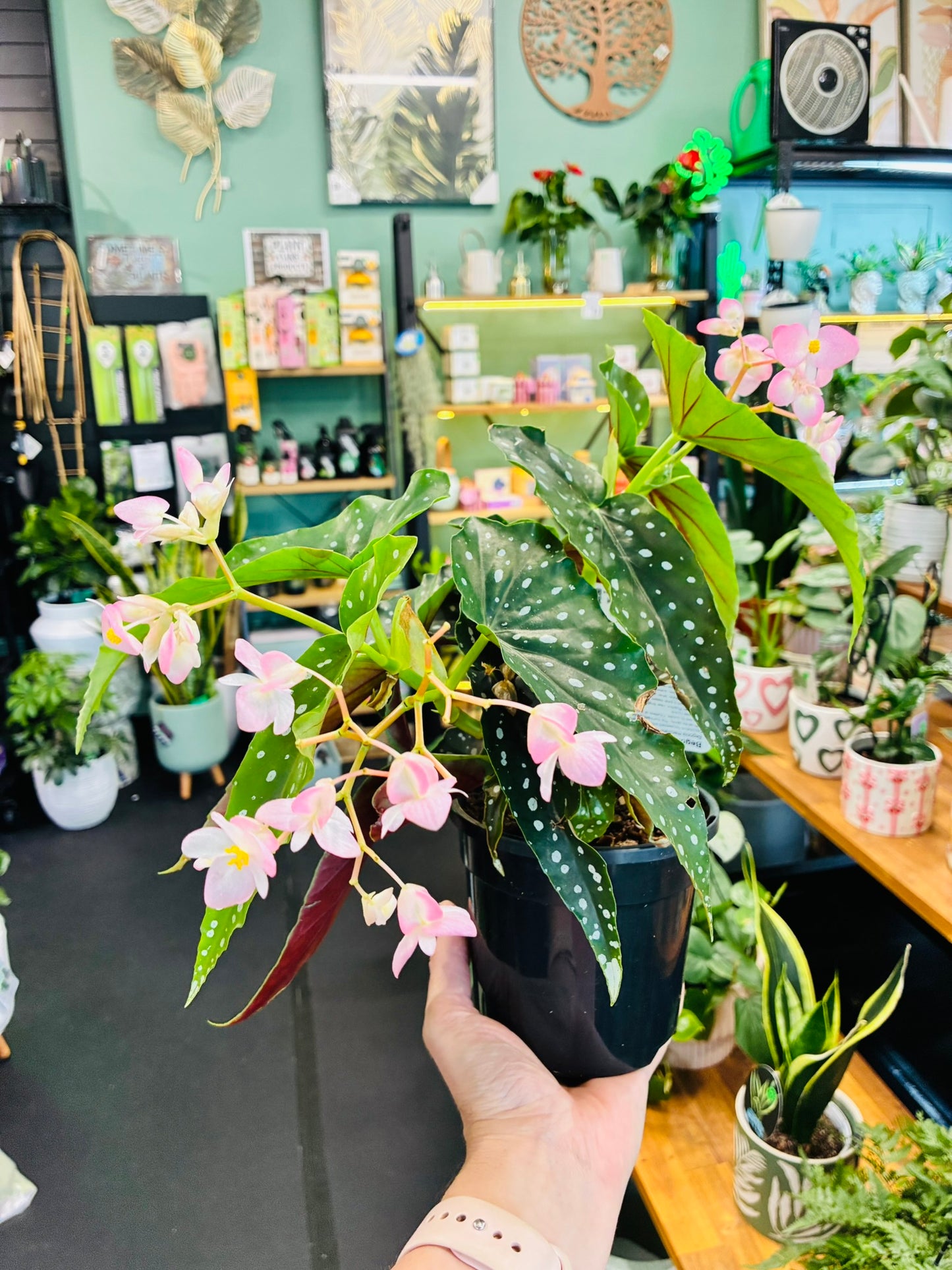 Begonia Maculata 130mm - Flowering