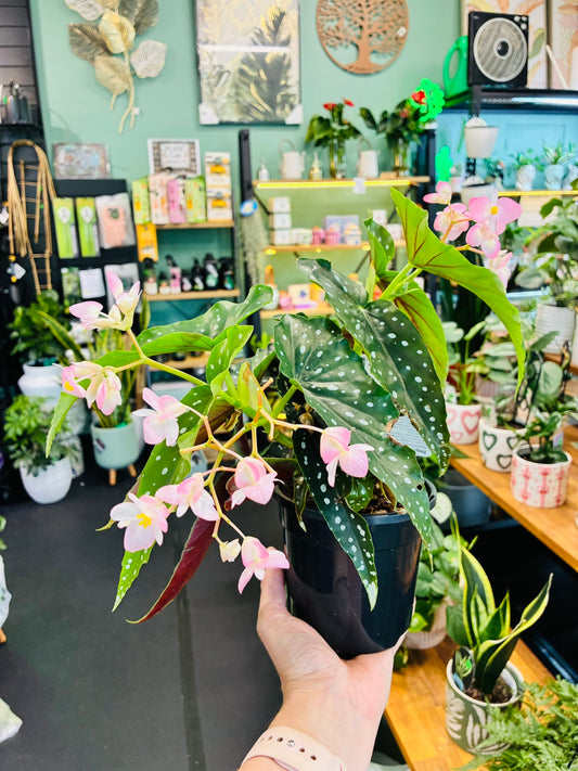 Begonia Maculata 130mm - Flowering
