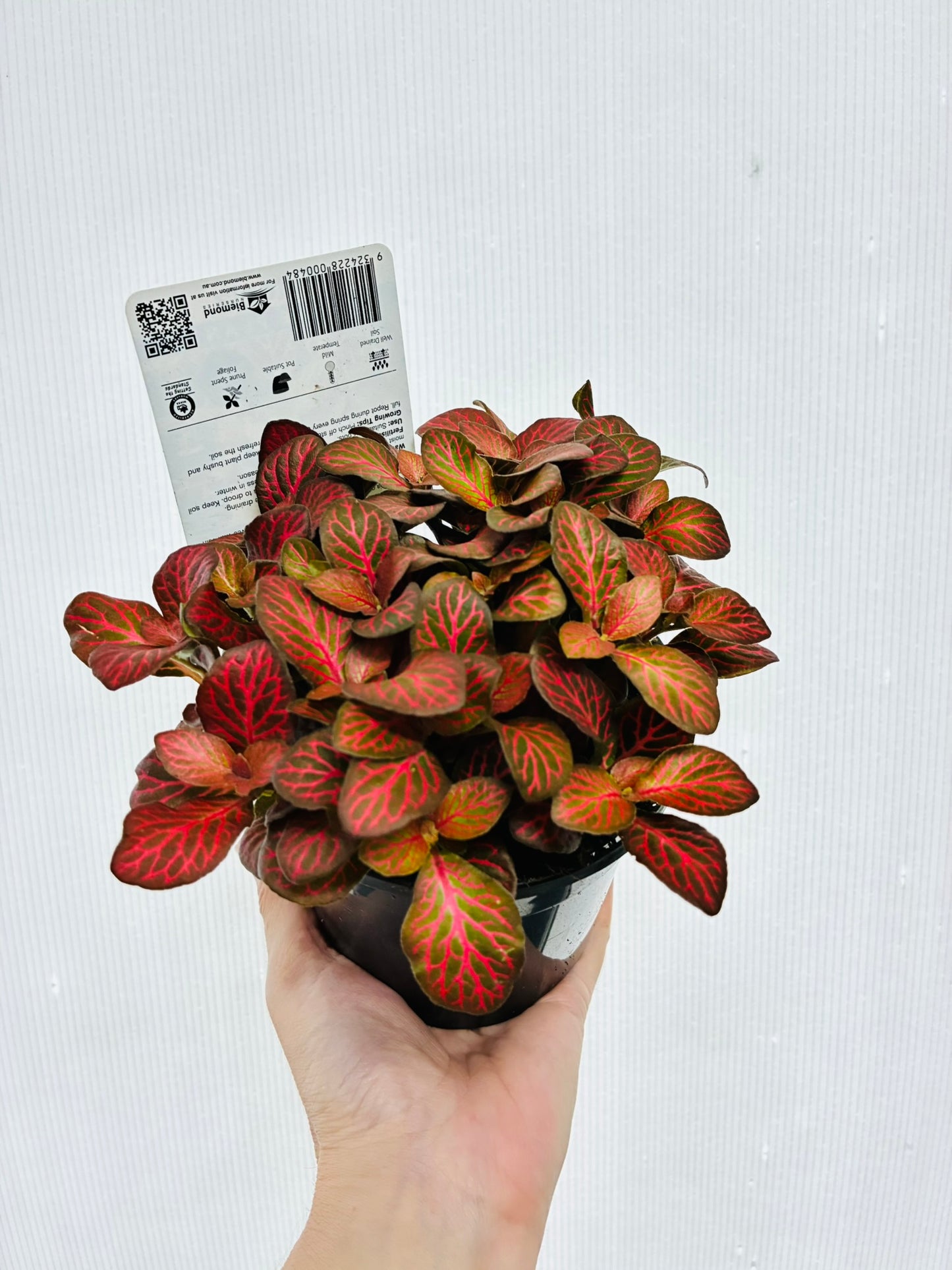 Fittonia Nerve Plant Red 130mm