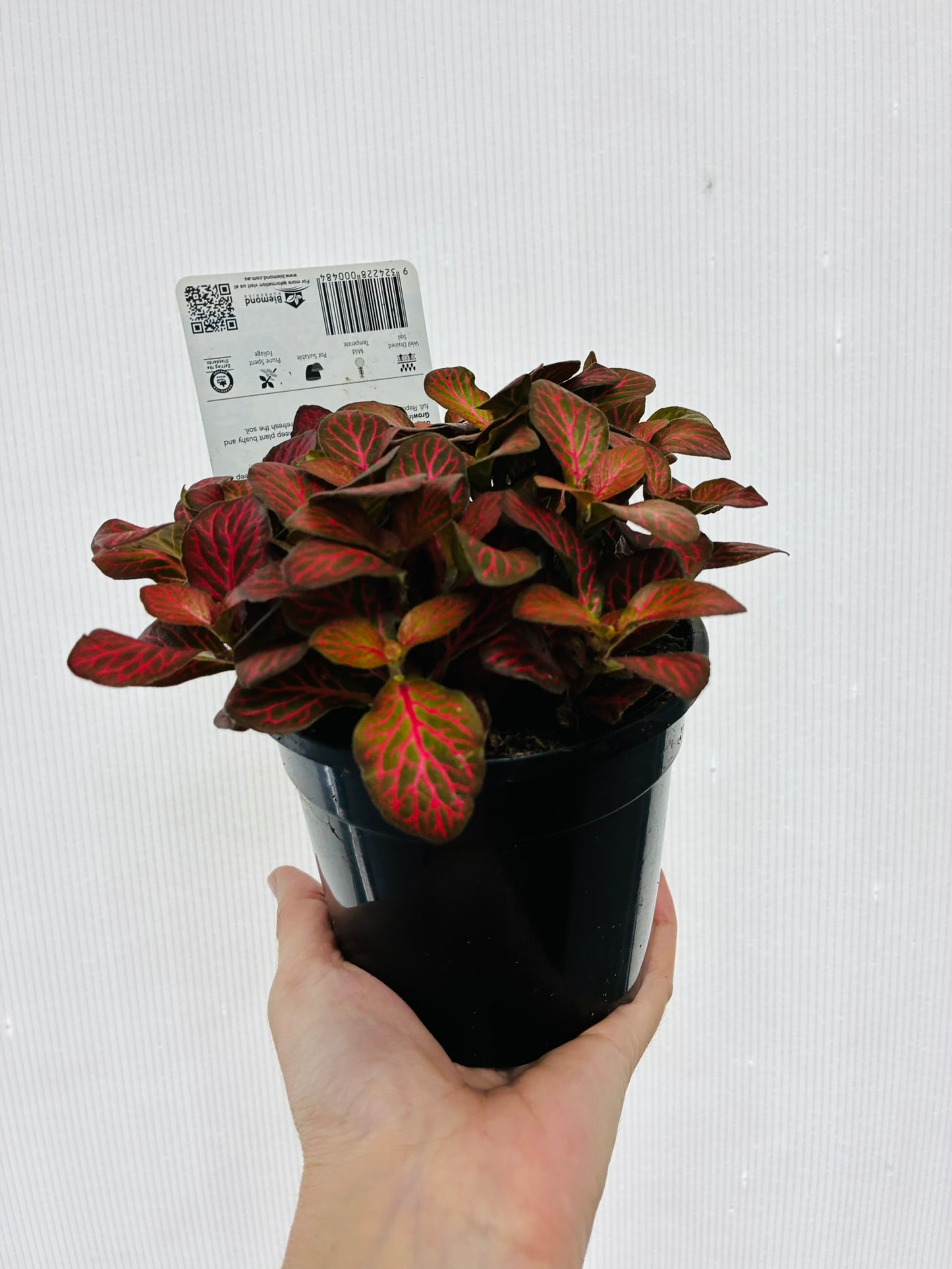 Fittonia Nerve Plant Red 130mm