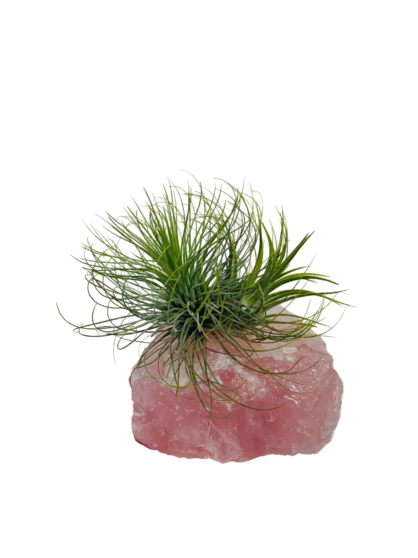 Air Plant/Tillandsia on Rose Quartz Crystal