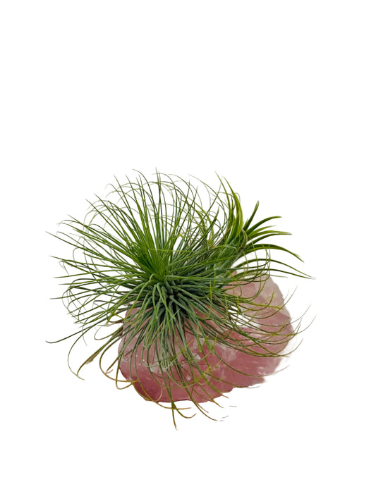 Air Plant/Tillandsia on Rose Quartz Crystal