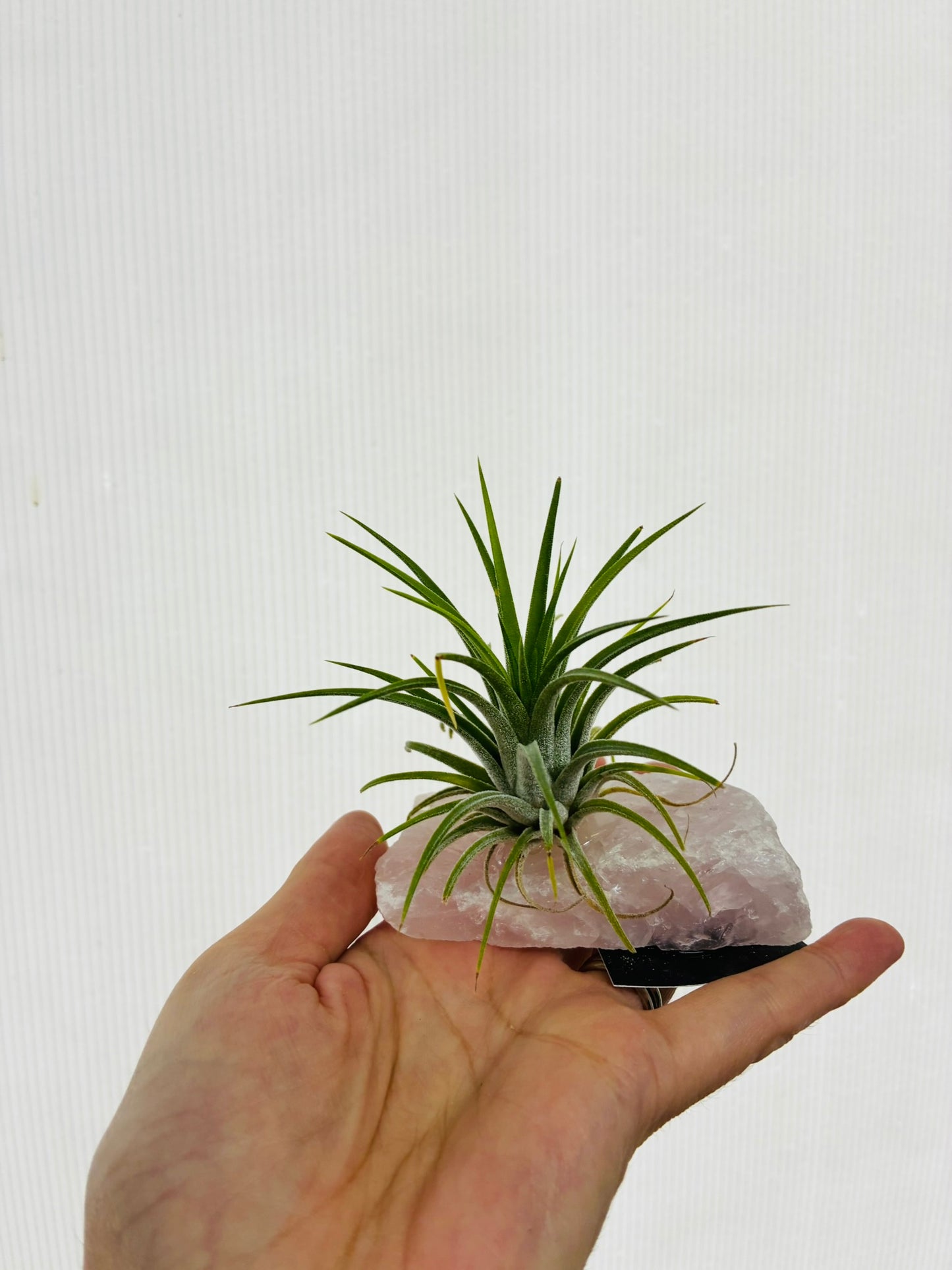 Air Plant on Pink Quartz cystal Small