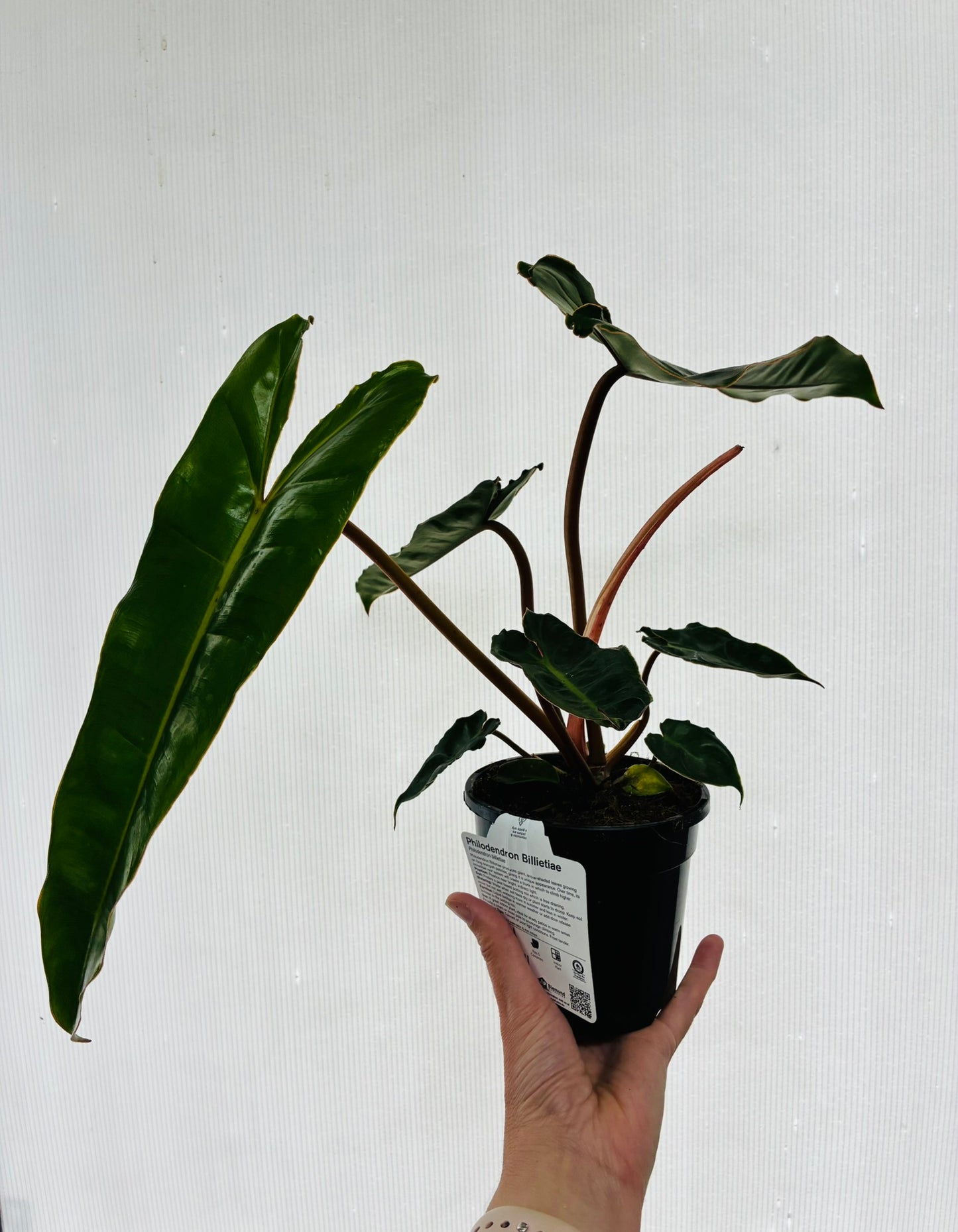 Philodendron Billietiae Emeraldi 130mm