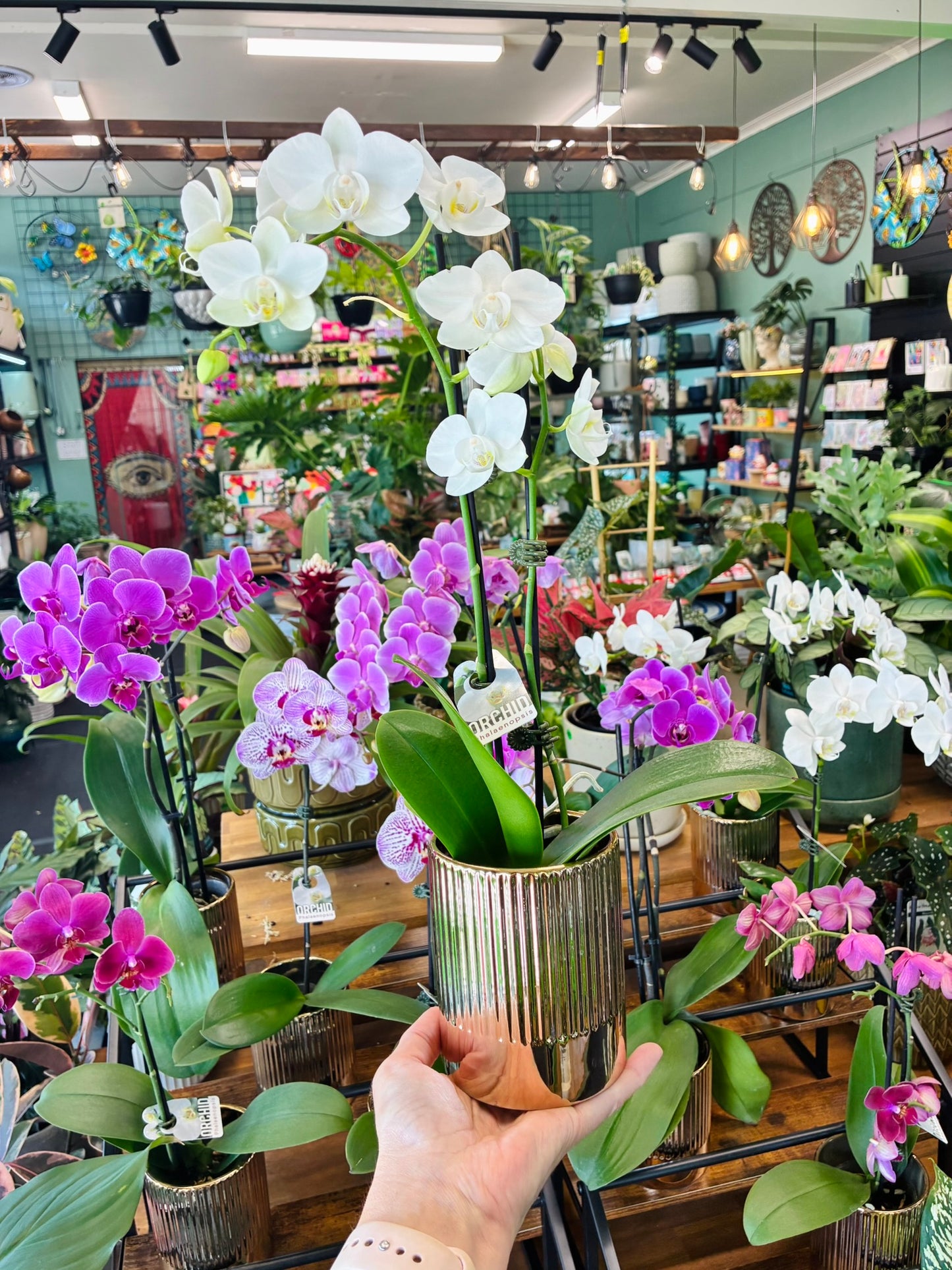 Phalaenopsis Orchid Various Colours with Gold pot