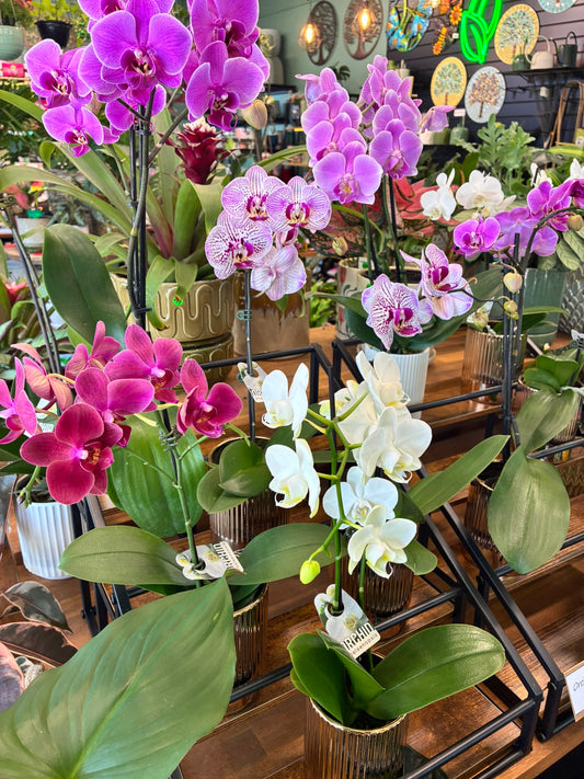 Phalaenopsis Orchid Various Colours with Gold pot