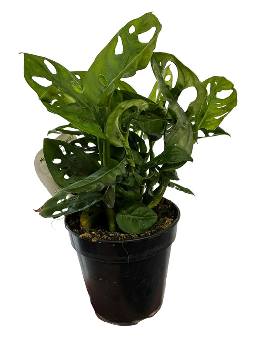 Monstera Monkey Mask 12cms