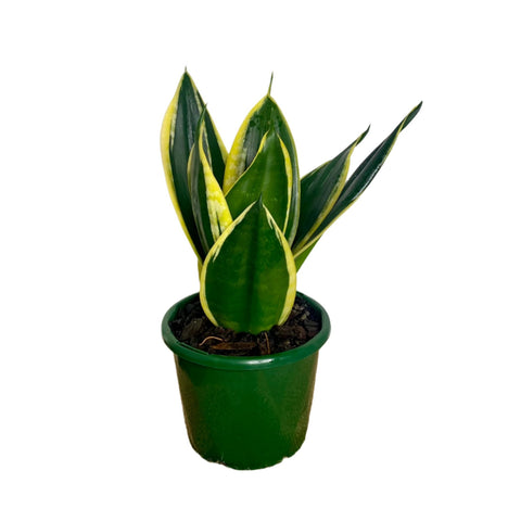 Sansevieria Lotus Hahnii 10cm