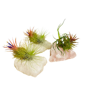 Air Plants on Crystal