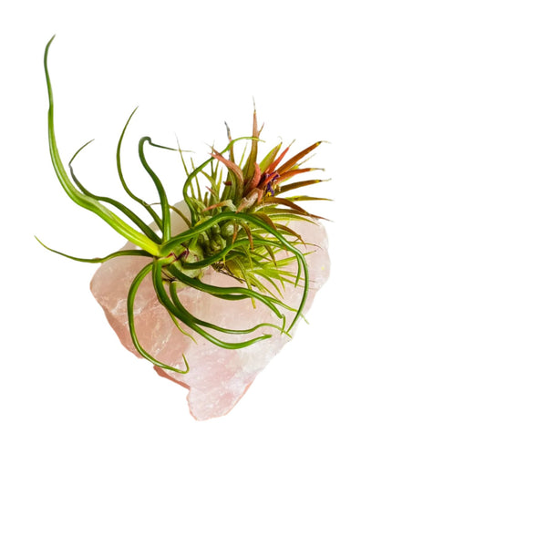 Air Plants on Crystal