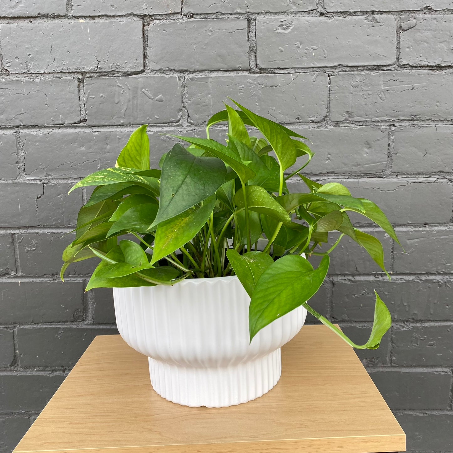 White Ribbed Ceramic Planters - 3 Sizes