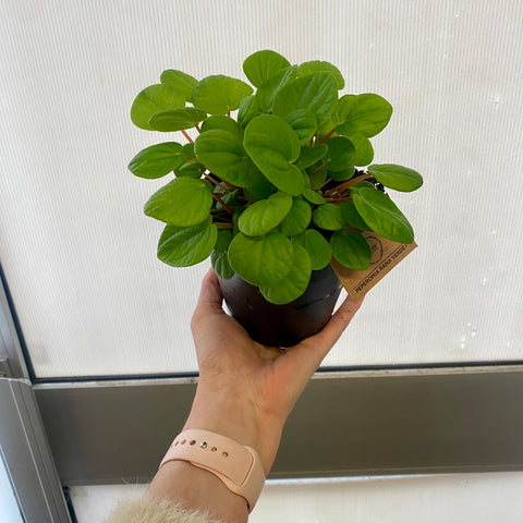 Peperomia Rana Verde 120mm