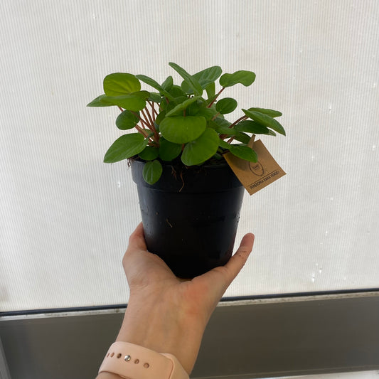 Peperomia Rana Verde 120mm