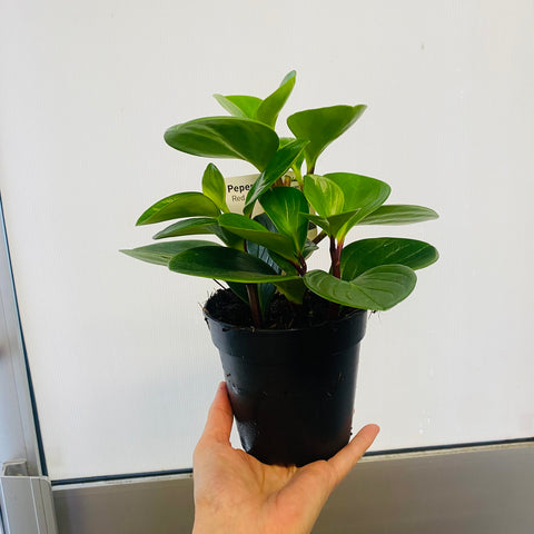 Peperomia Red Canyon 120mm