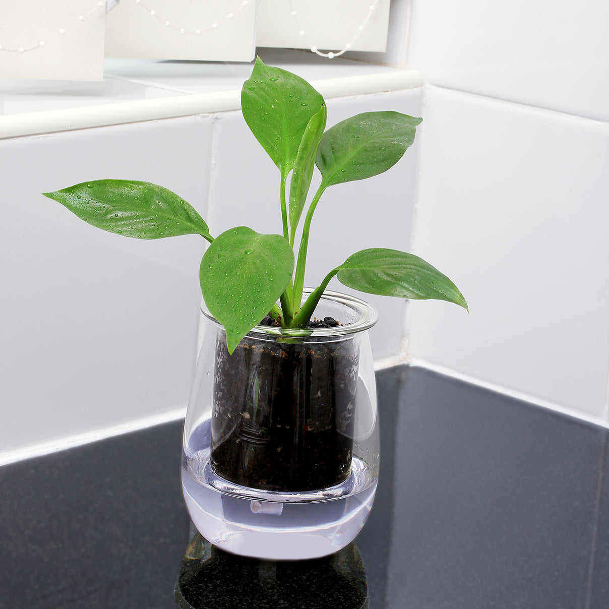 Mini Self Watering Pot