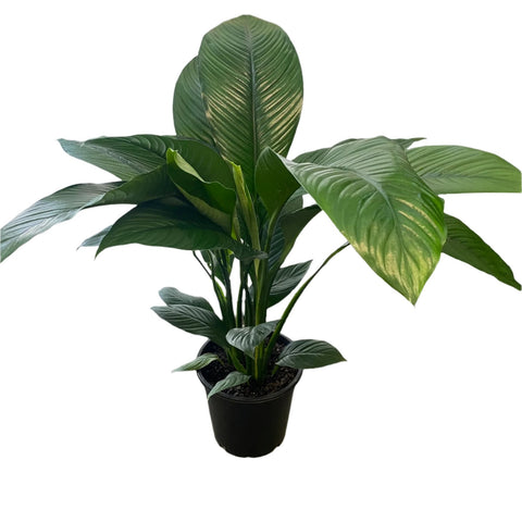 Spath Sensation - Peace Lily 25cm