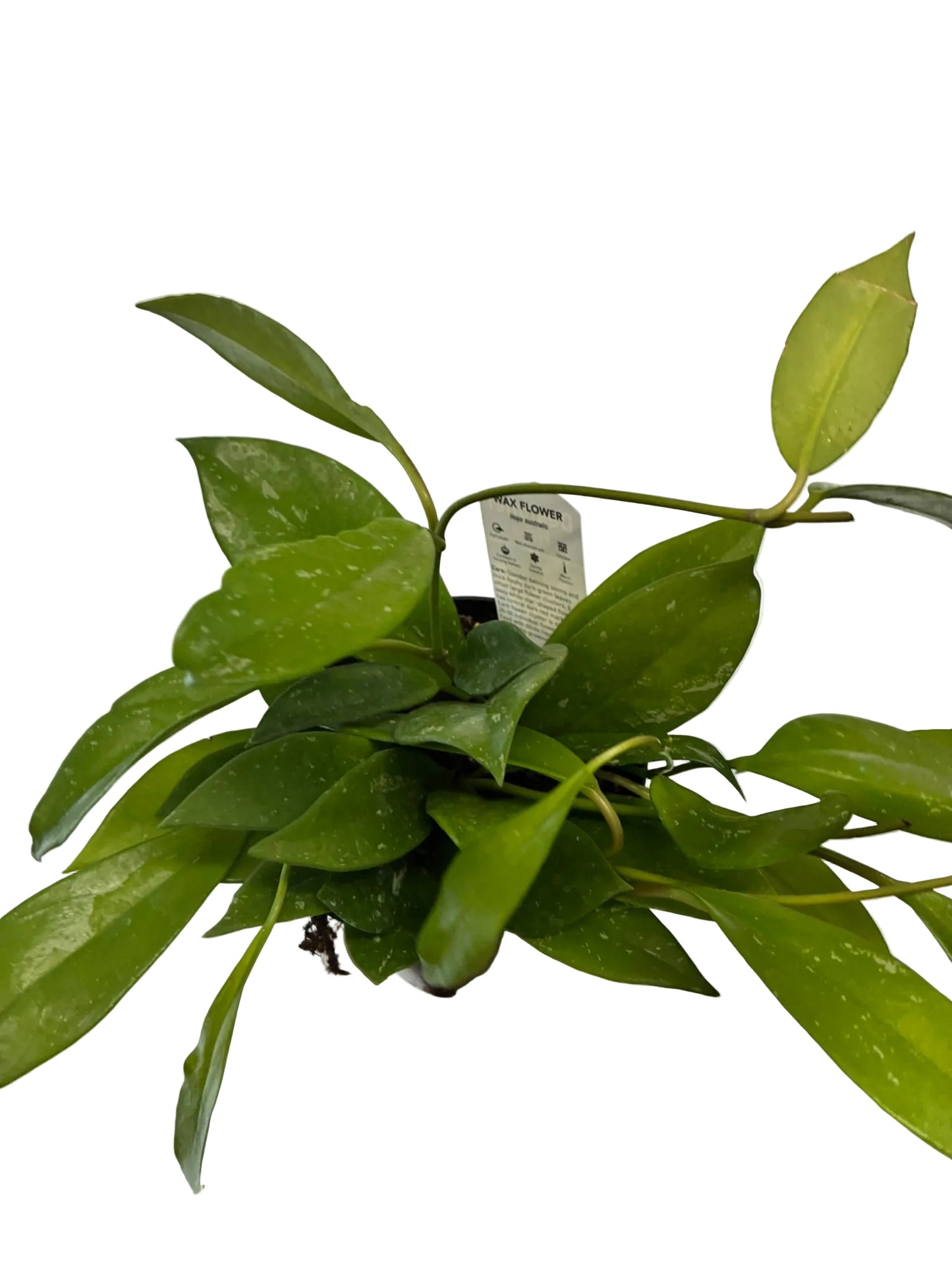 Hoya Pubicalyx Silver Splash 120mm