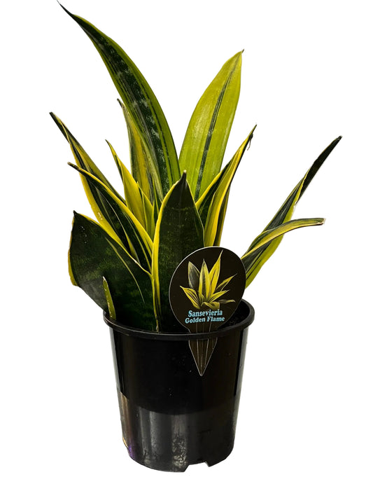 Sansevieria 15cm Golden Flame