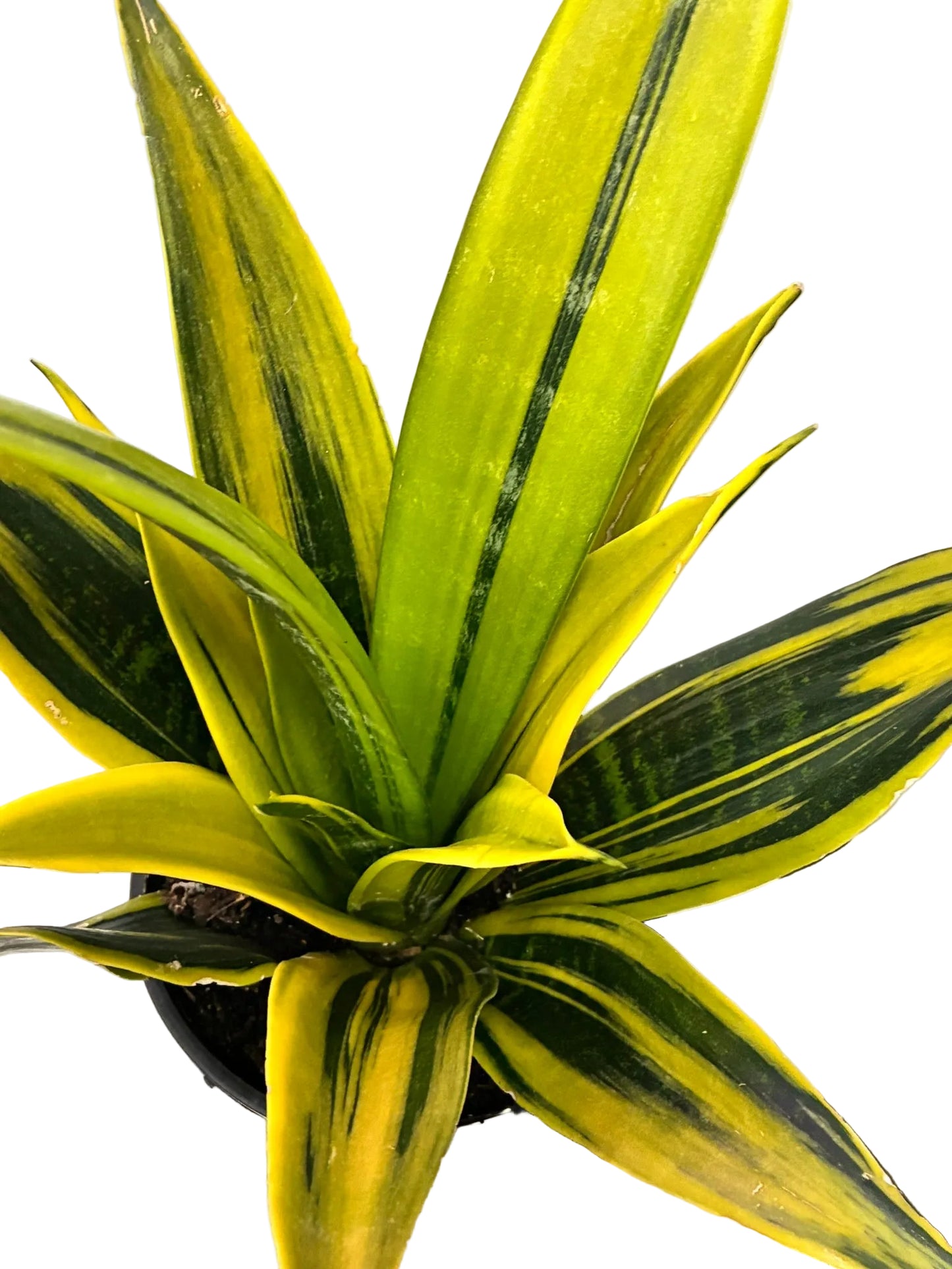 Sansevieria 15cm Golden Flame
