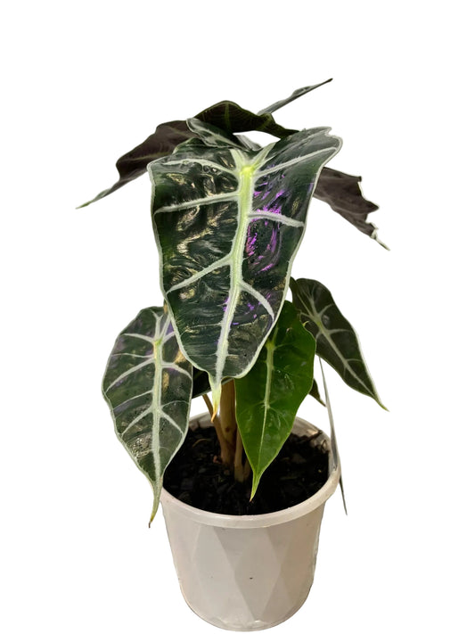 Alocasia Bambino 13cm