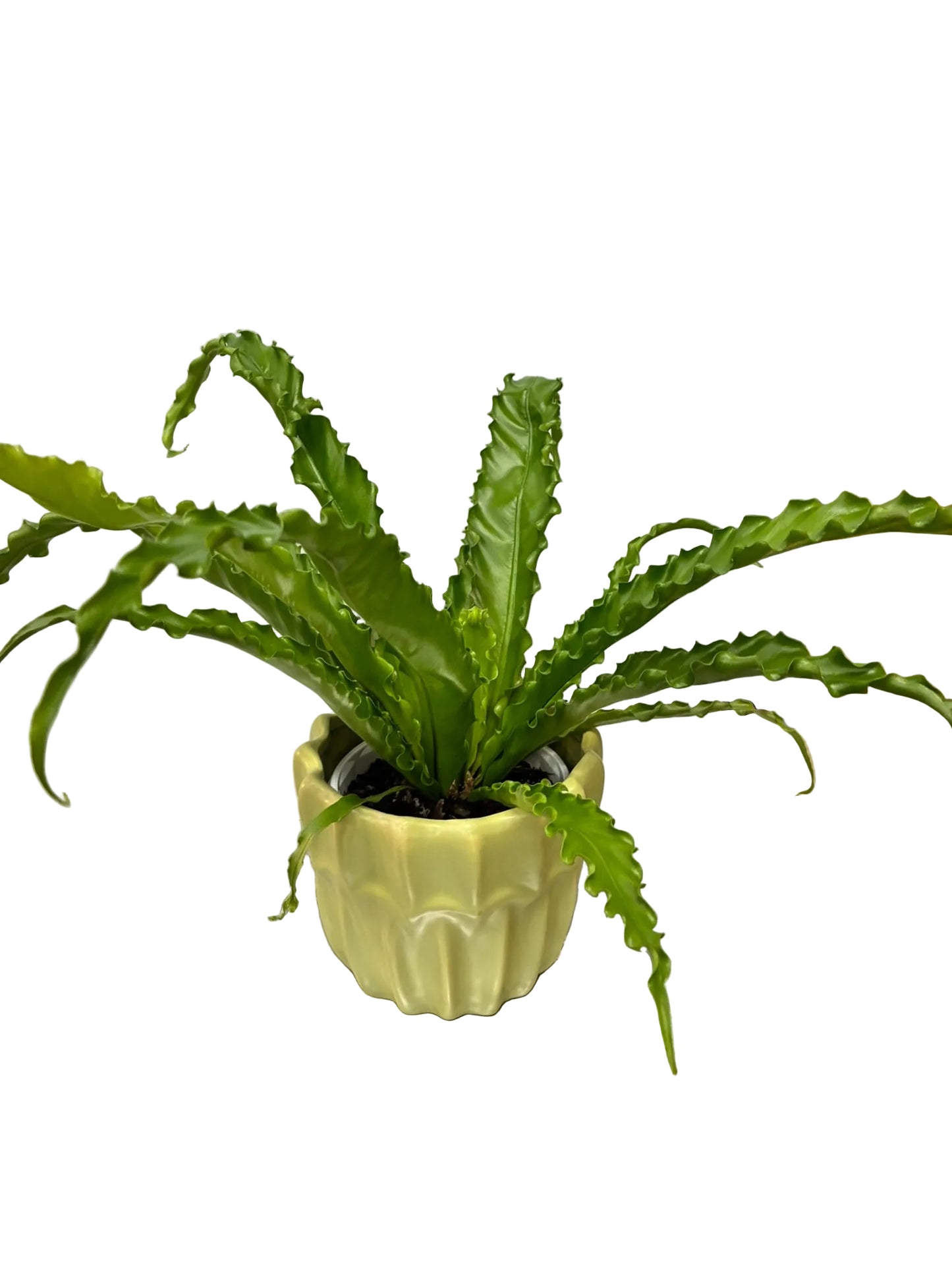 Variety of Ferns 13cm