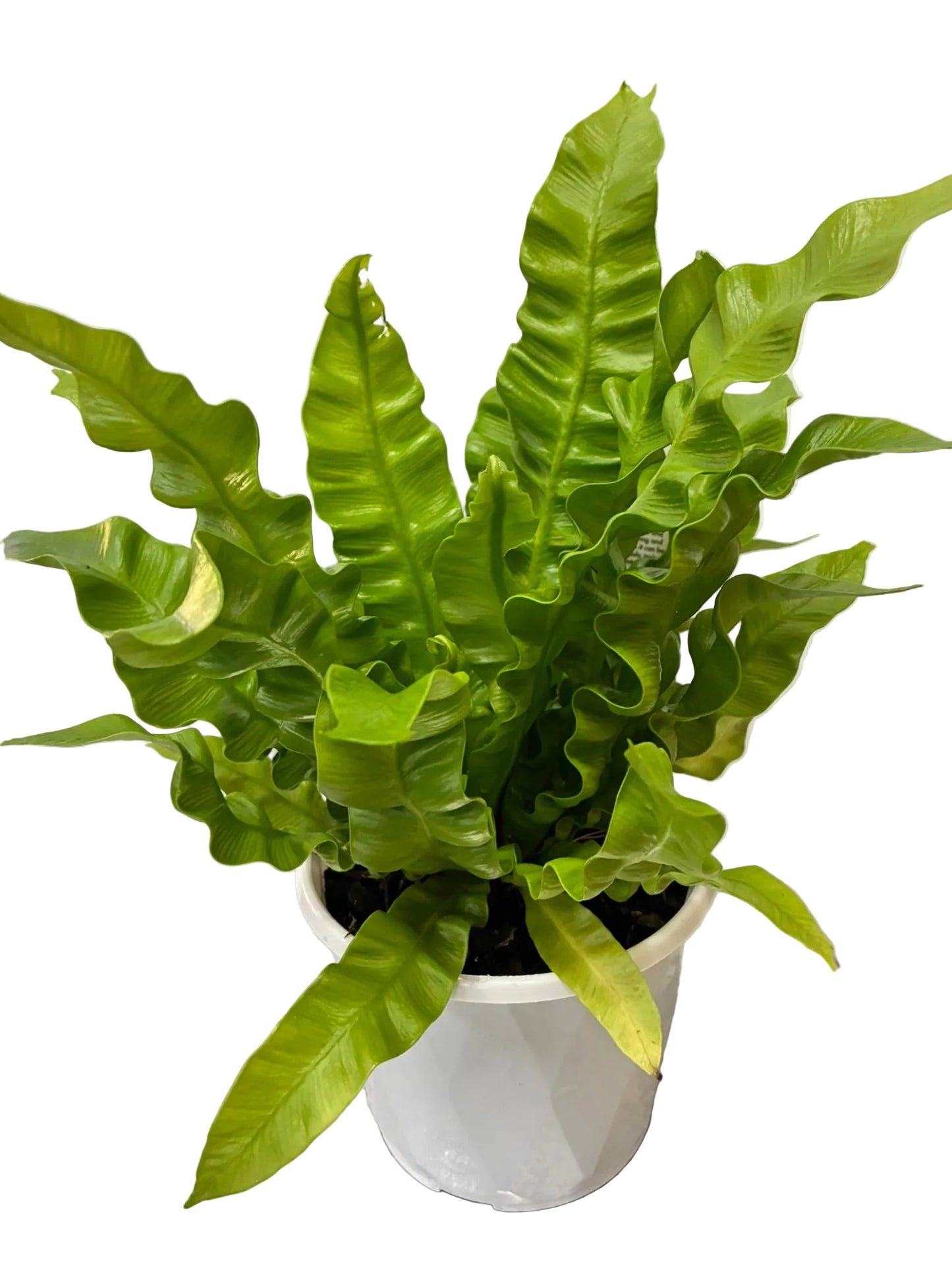 Variety of Ferns 13cm