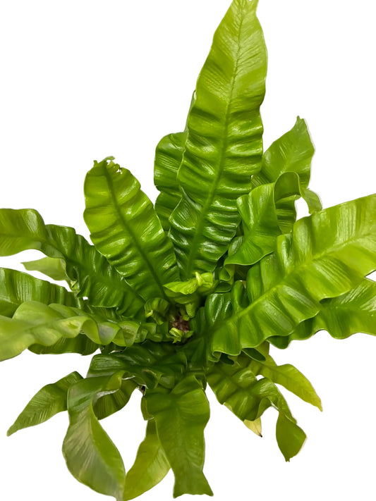 Variety of Ferns 13cm