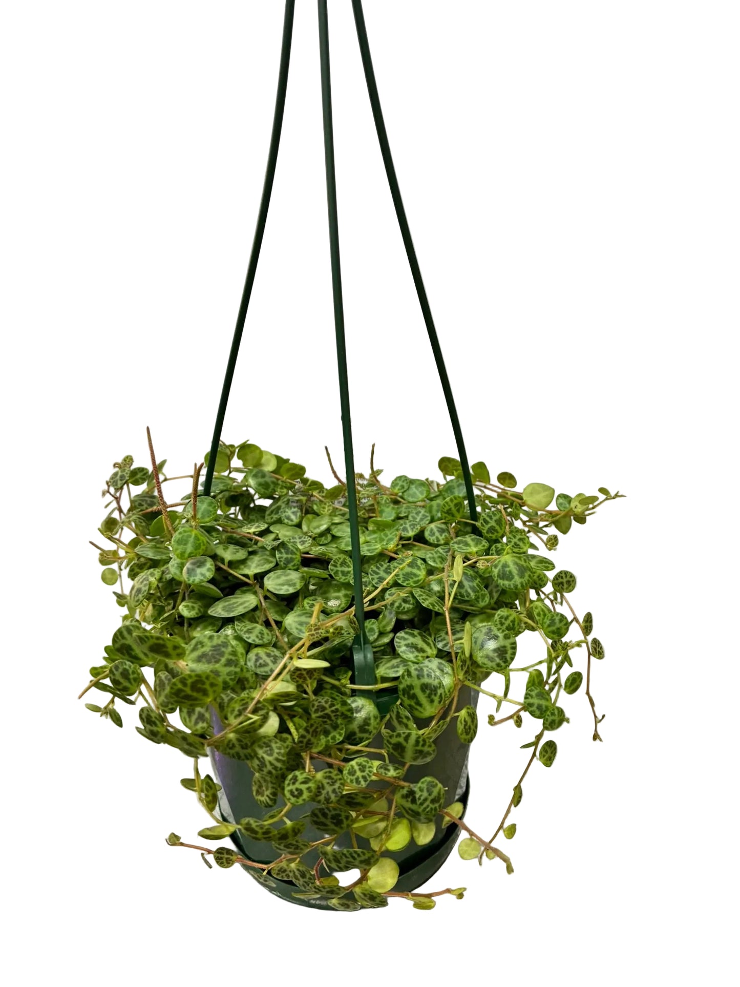 Peperomia Jade Necklace / String of Turtles 130mm