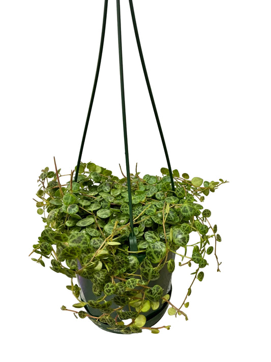 Peperomia Jade Necklace / String of Turtles 130mm