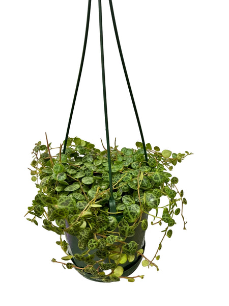 Peperomia Jade Necklace / String of Turtles 130mm