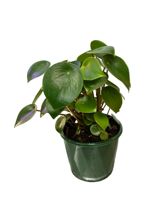 Peperomia Polybotrya - Coin Leaf Peperomia 10cm