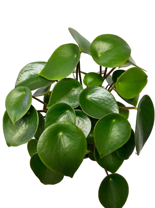 Peperomia Polybotrya - Coin Leaf Peperomia 10cm