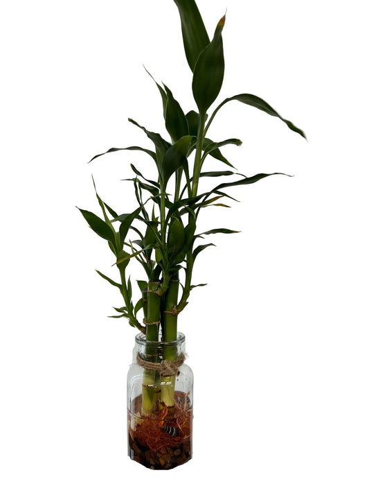 Wide Milk Bottle Glass