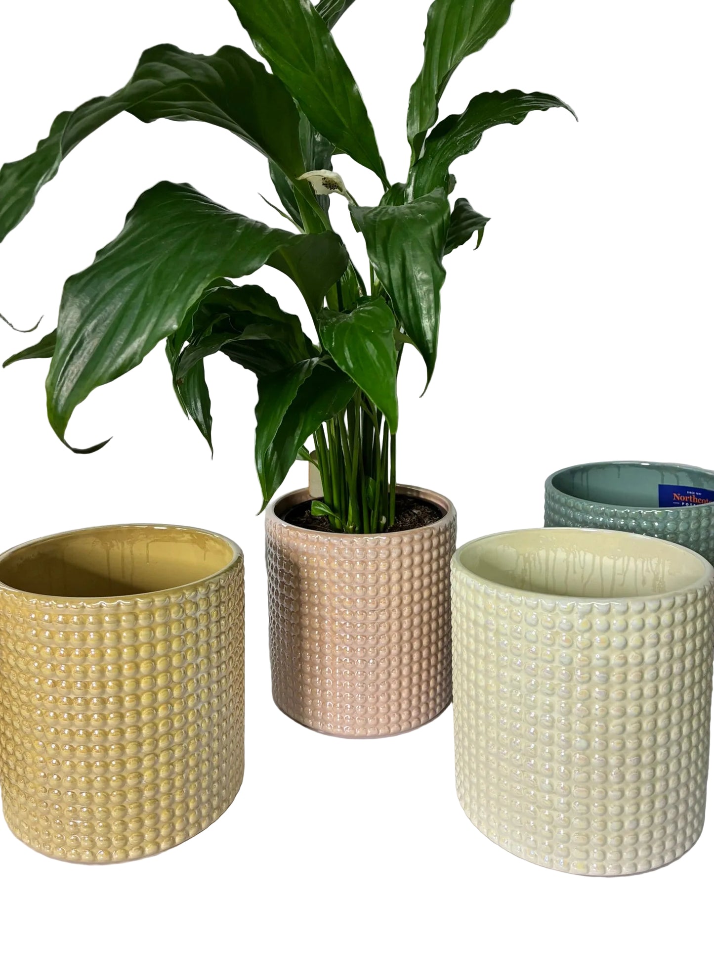 Bella Cylinder Pots - 4 colours