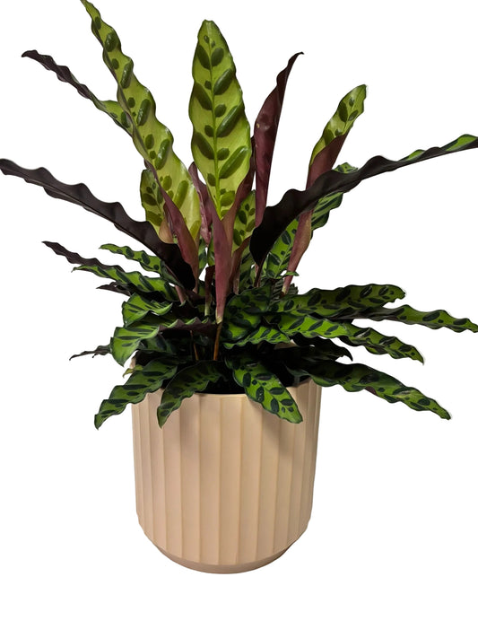 Cedar Cylinder Pot - Clay