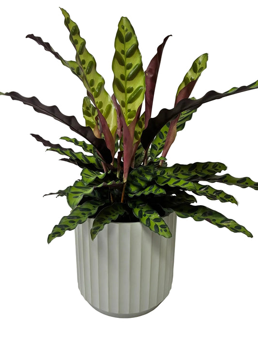 Cedar Cylinder Pot - Sage