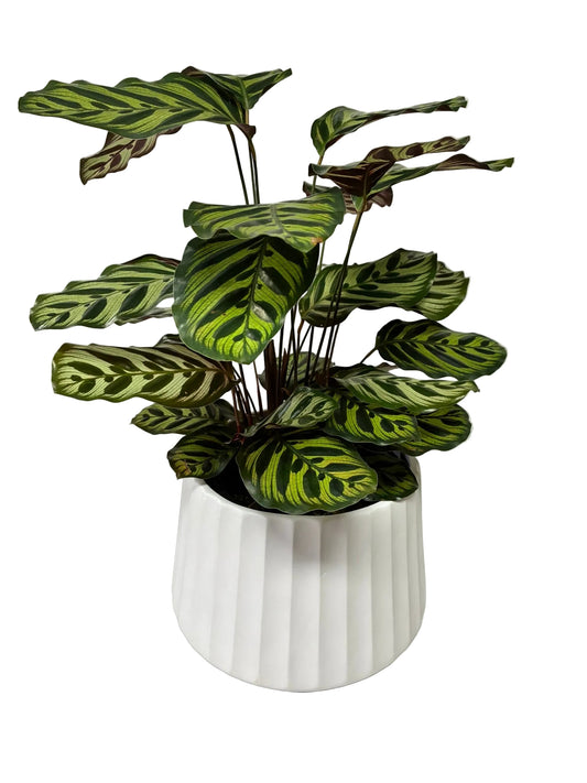 Cove Drum Pot  - White