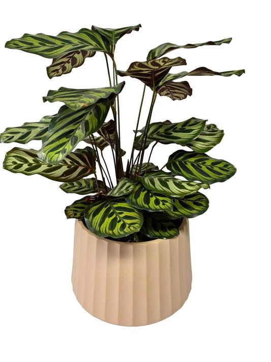 Cove Drum Pot  - Clay
