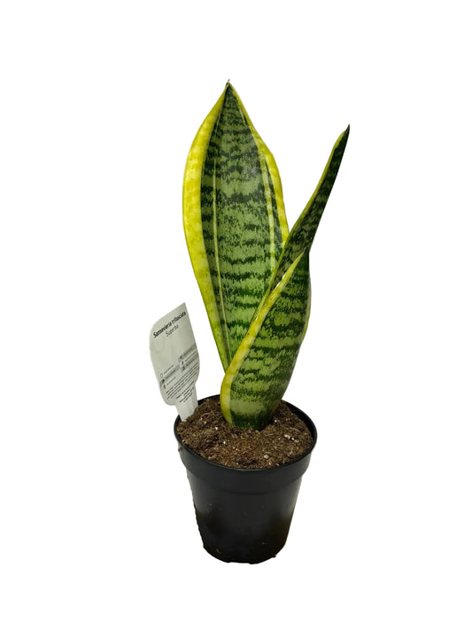 Sanserviera Superba 12cm