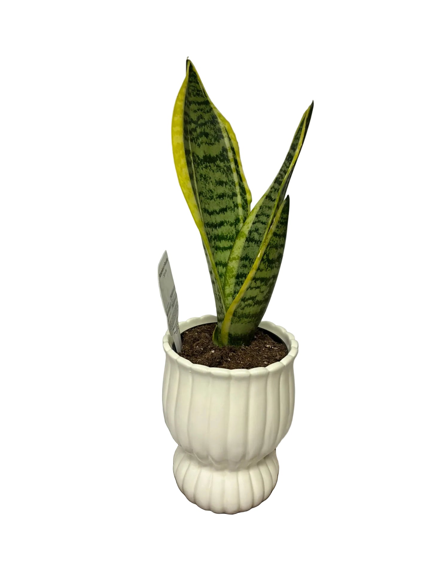 Sanserviera Superba 12cm