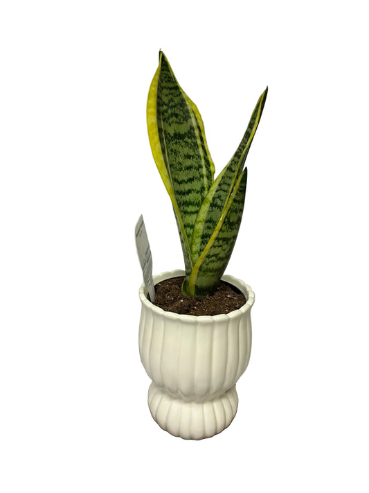 Sanserviera Superba 12cm