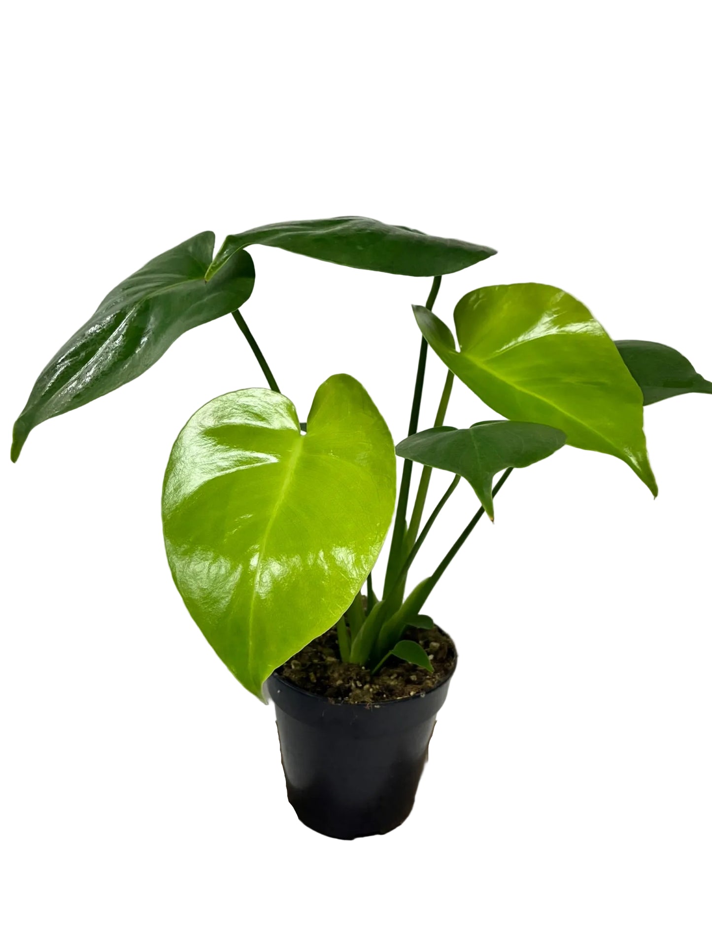 Monstera Deliciosa 120mm