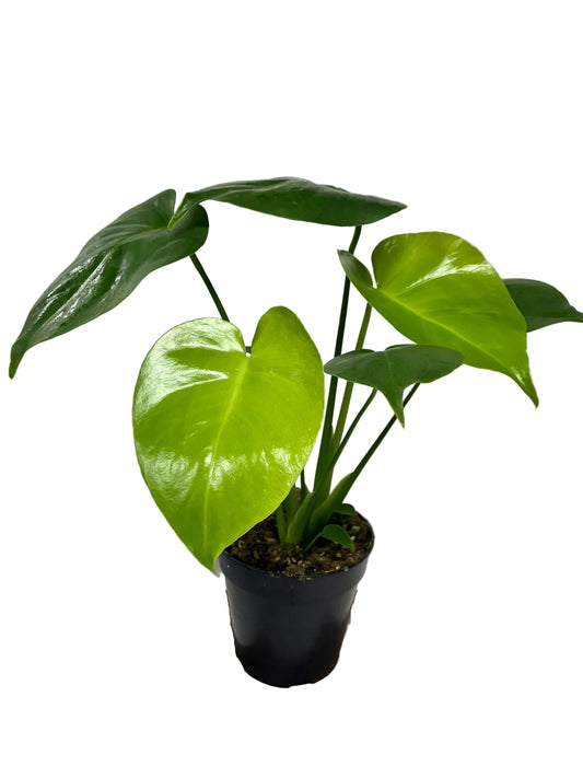 Monstera Deliciosa 120mm