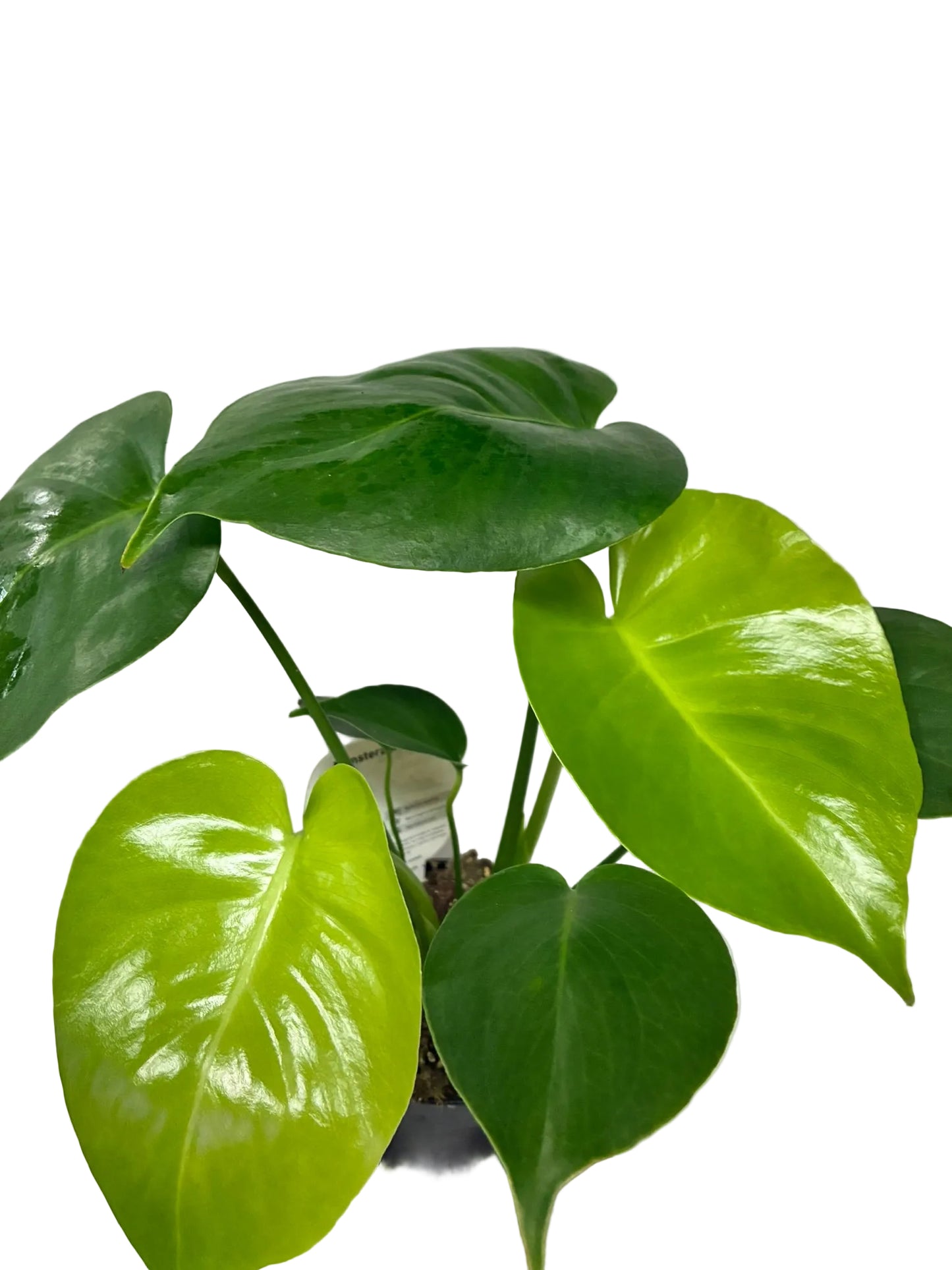 Monstera Deliciosa 120mm