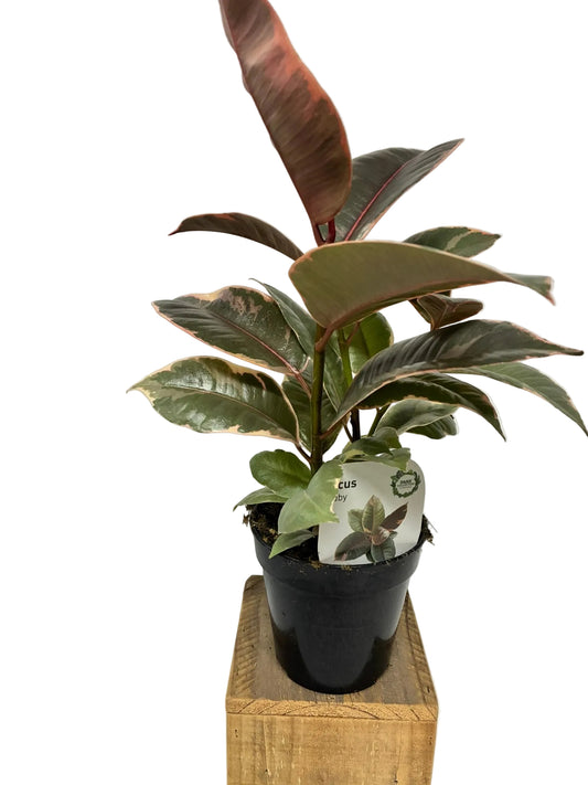 Ficus Elastica Ruby 120mm
