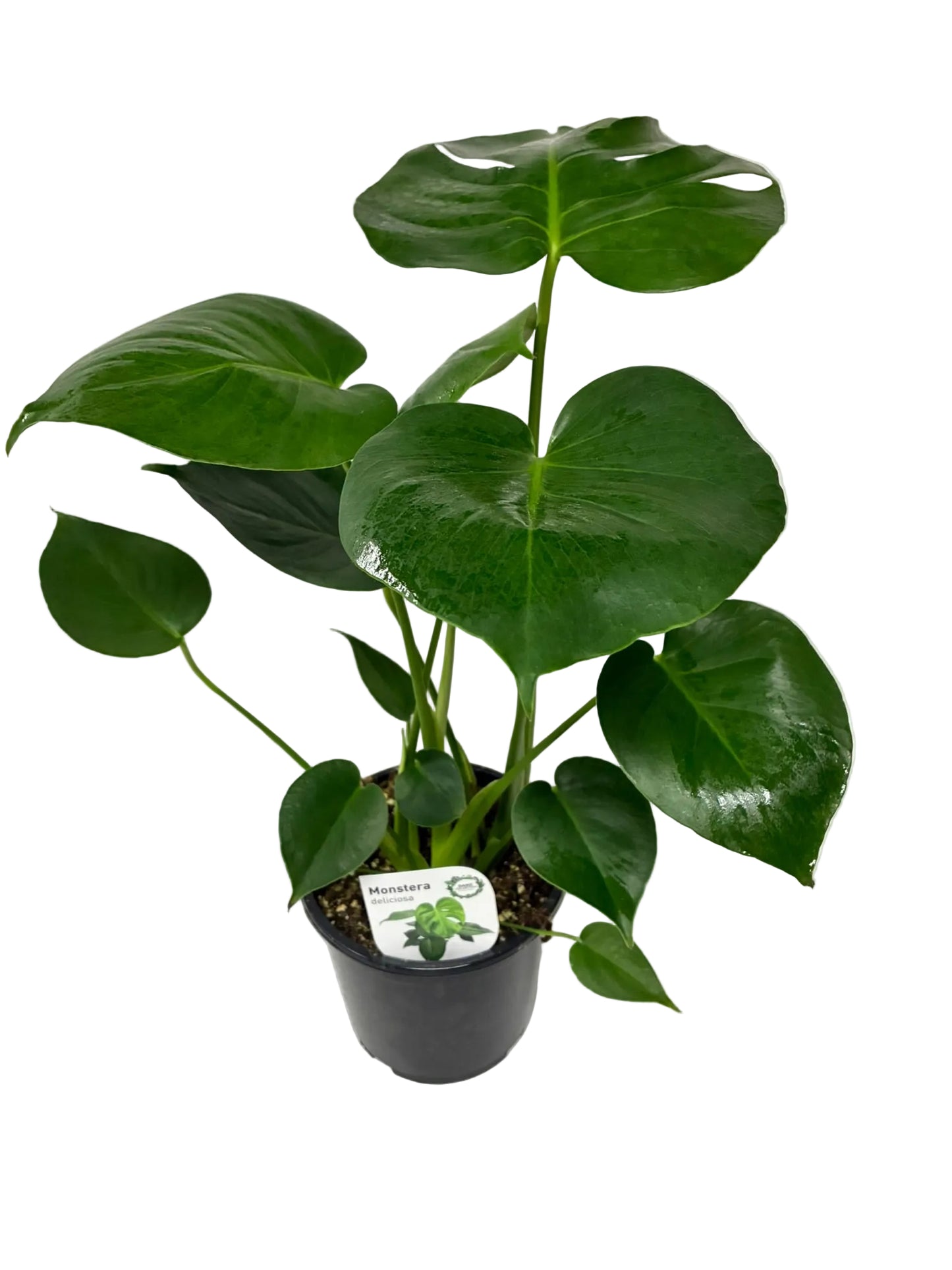 Monstera Deliciosa 170mm